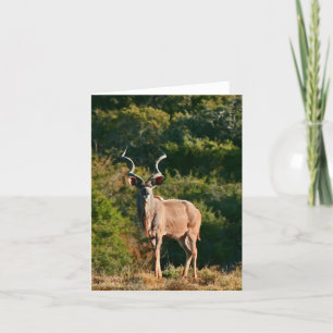 Tarjeta de nota del este de Kudu del cabo