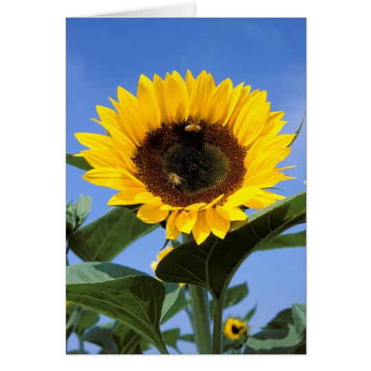 Tarjeta de nota del girasol