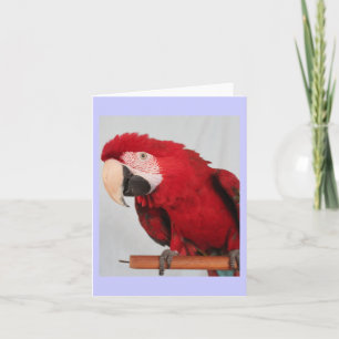 Tarjeta de nota del Macaw