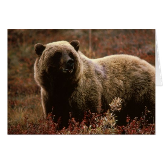 Tarjeta de nota del oso grizzly