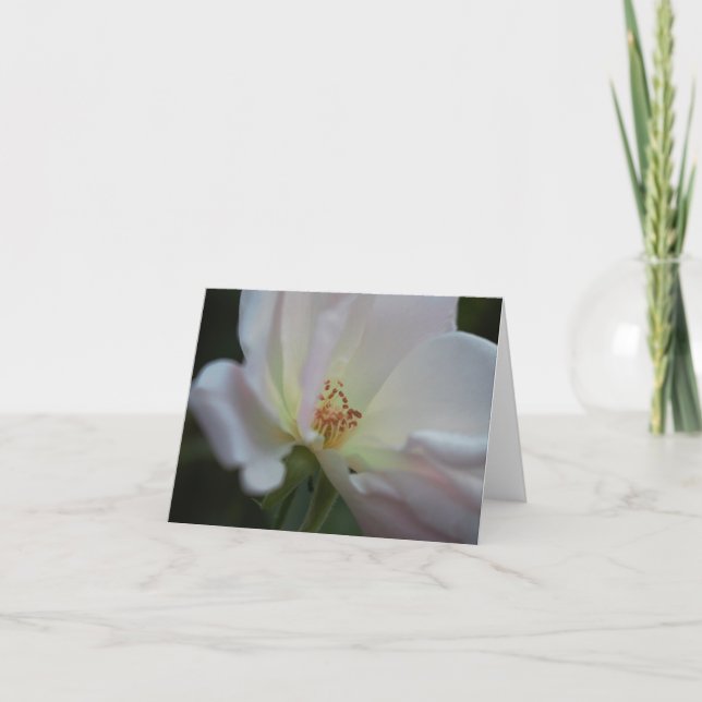 Tarjeta de nota del rosa blanco (Anverso)