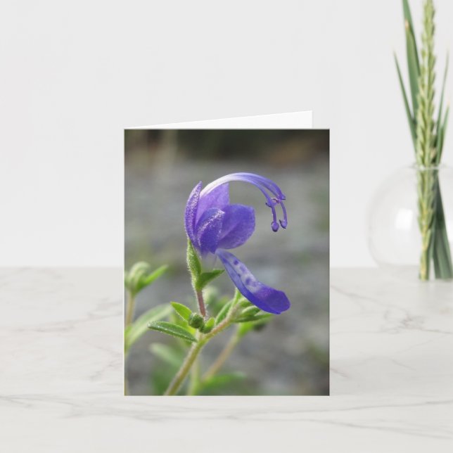 Tarjeta de nota del Wildflower (Anverso)