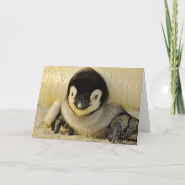 Tarjeta de nota doblada BABY PENGUIN (Anverso)
