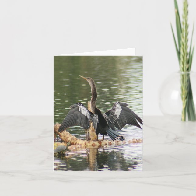 Tarjeta de nota doblada con foto de Anhinga (Anverso)