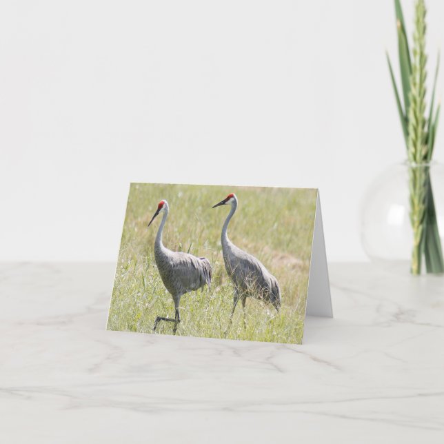 Tarjeta de nota doblada con foto de Sandhill Crane (Anverso)