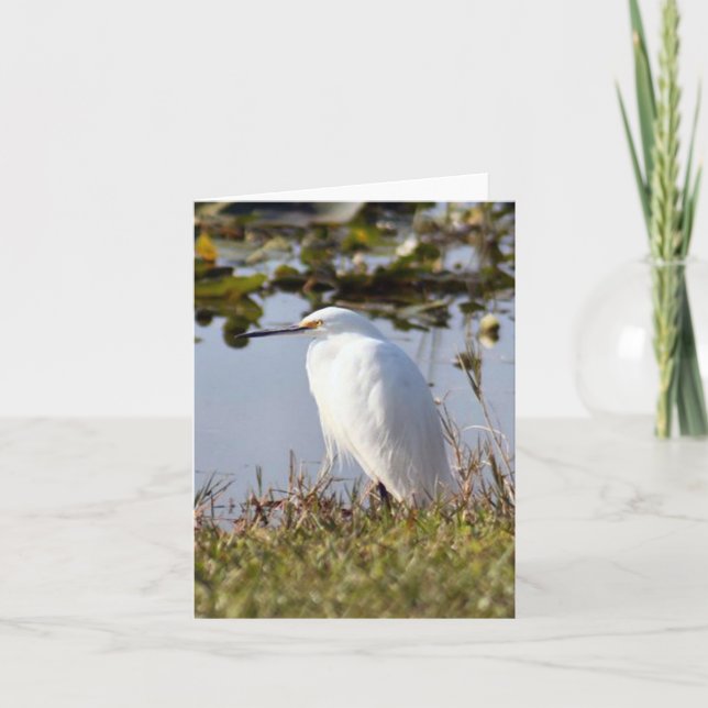 Tarjeta de nota doblada con foto de Snowy Egret (Anverso)