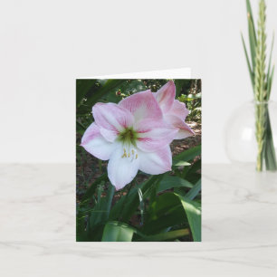 Tarjeta de nota doblada con fotos de Apple Blossom