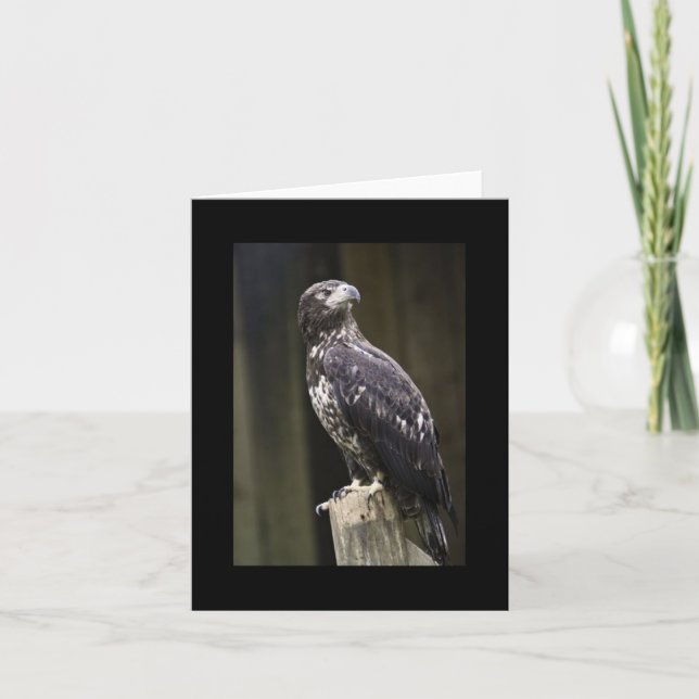 Tarjeta de nota doblada de foto de águila calva (Anverso)