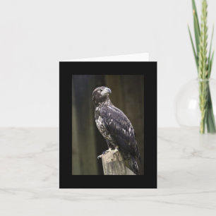 Tarjeta de nota doblada de foto de águila calva