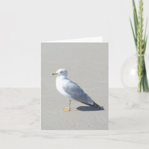 Tarjeta de nota doblada de foto de gaviota factura