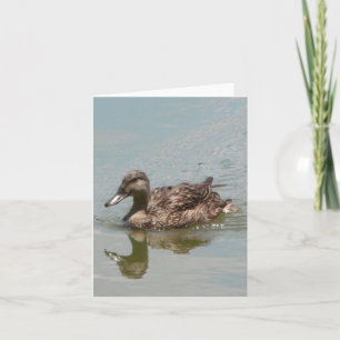 Tarjeta de nota doblada de foto de pato mallard fe