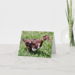 Tarjeta de nota doblada de foto de pato Muscovy
