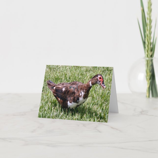 Tarjeta de nota doblada de foto de pato Muscovy (Anverso)