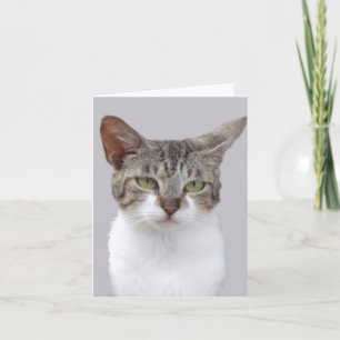 Tarjeta de nota doblada de foto gata gris