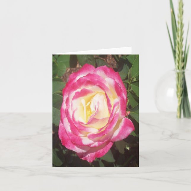 Tarjeta de nota doblada de foto rosa de rosa blanc (Anverso)
