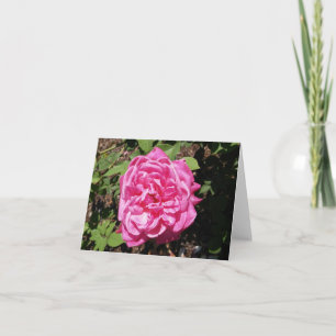 Tarjeta de nota doblada de foto rosa rosa