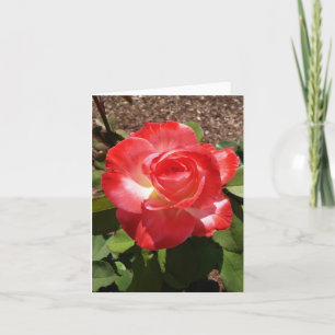 Tarjeta de nota doblada de fotos de rosa blanca ro