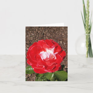 Tarjeta de nota doblada de fotos de rosa blanca ro