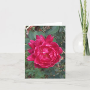 Tarjeta de nota doblada de fotos de rosa roja