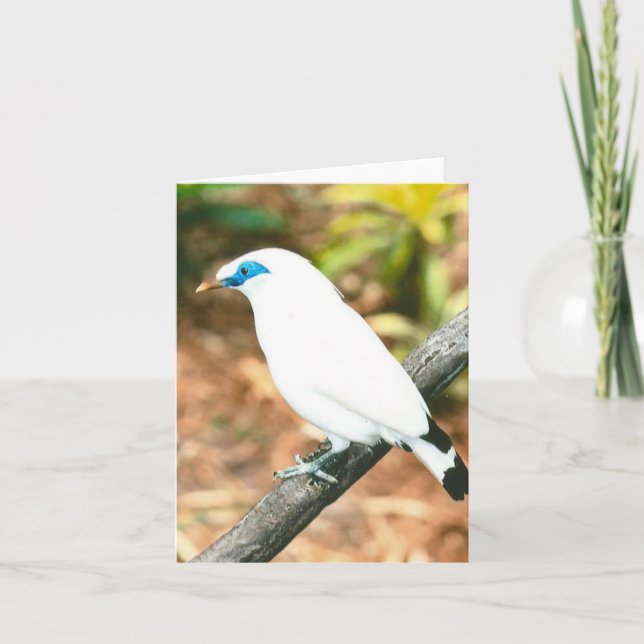 Tarjeta de nota doblada de la foto de Bali Mynah (Anverso)