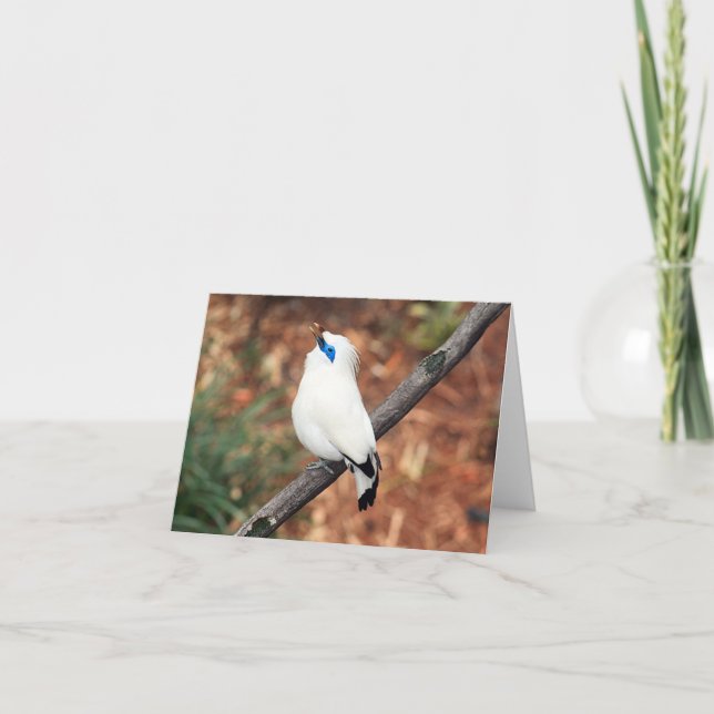 Tarjeta de nota doblada de la foto de Bali Mynah (Anverso)
