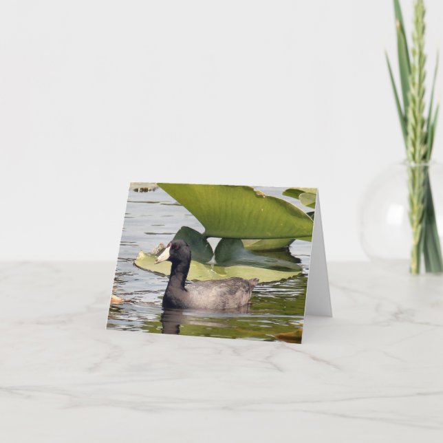 Tarjeta de nota doblada de la foto de la coot esta (Anverso)