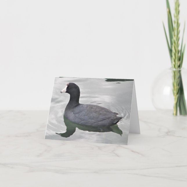 Tarjeta de nota doblada de la foto de la coot esta (Anverso)