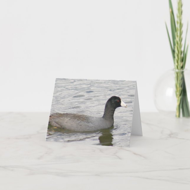 Tarjeta de nota doblada de la foto de la coot esta (Anverso)