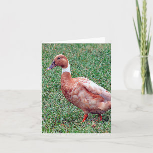 Tarjeta de nota doblada de la foto del pato marrón