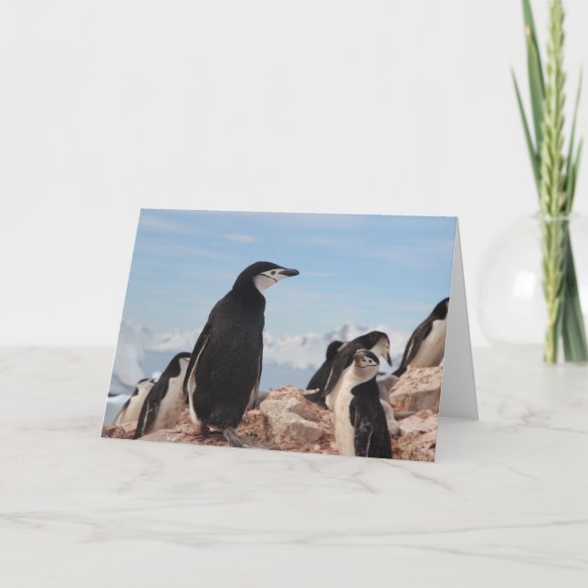 Tarjeta de nota doblada de PINGÜINO (Anverso)