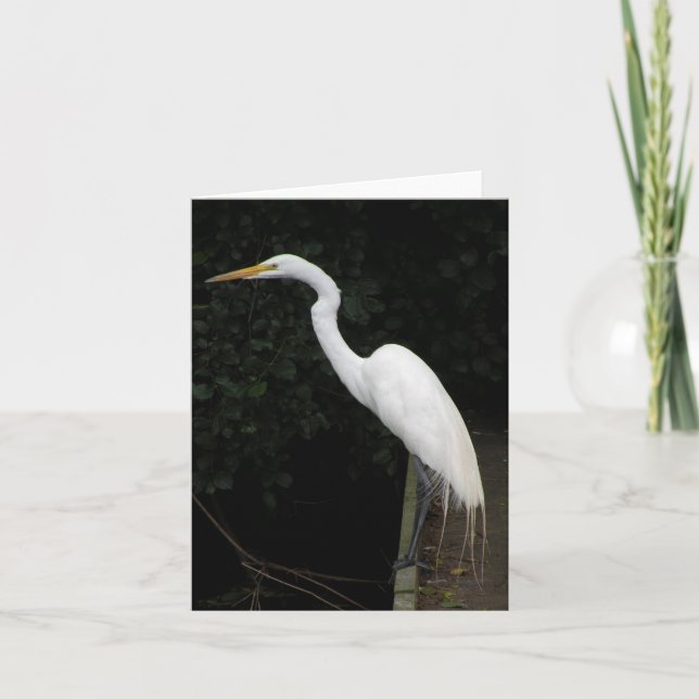Tarjeta de nota Egret (Anverso)
