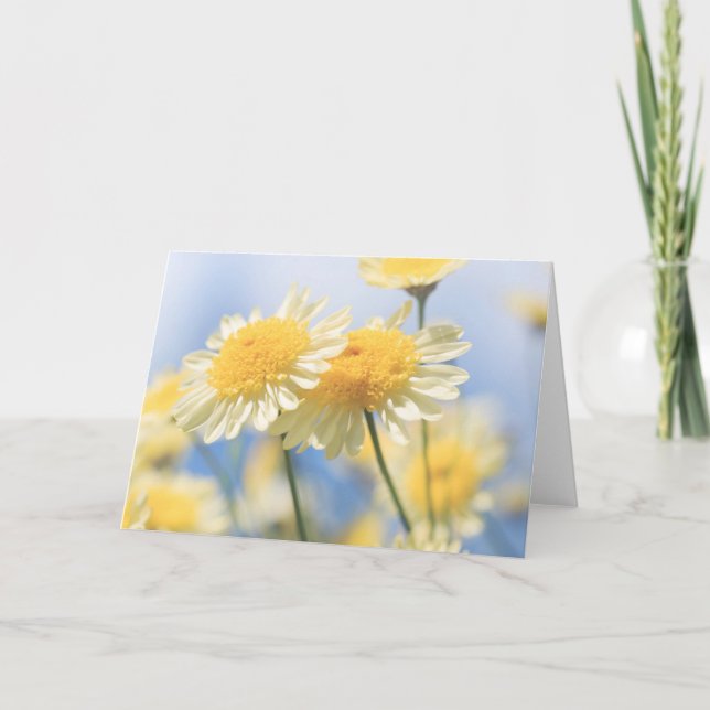 Tarjeta de nota en blanco - Daisy marguerita amari (Anverso)