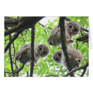 Tarjeta de nota en blanco de 3 owlets