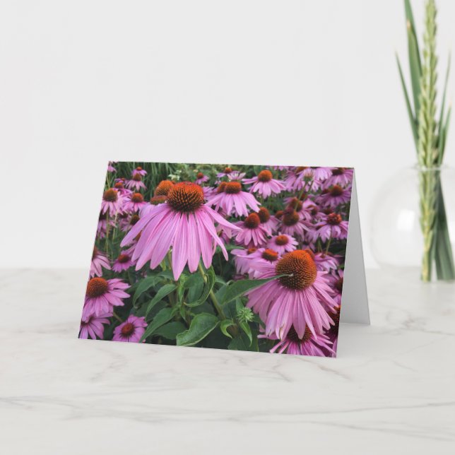 Tarjeta de nota en blanco de Echinacea (Anverso)