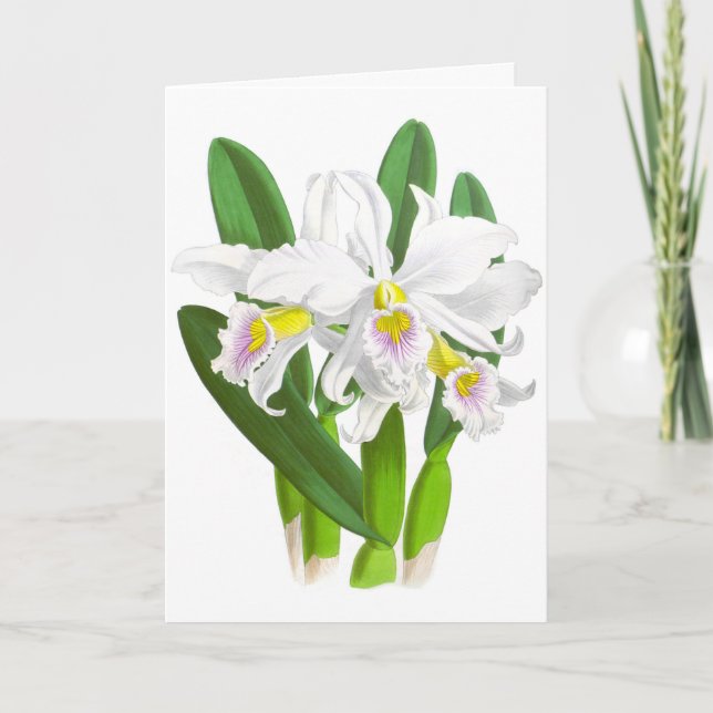 Tarjeta de nota en blanco de flor de orquídea blan (Anverso)