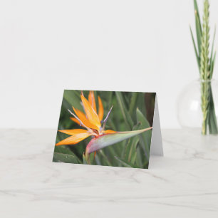 Tarjeta de nota en blanco de flor de paraíso
