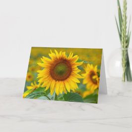 Tarjeta de nota en blanco de girasol