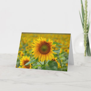 Tarjeta de nota en blanco de girasol