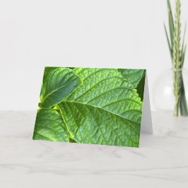 Tarjeta de nota en blanco de hojas de hortensia en