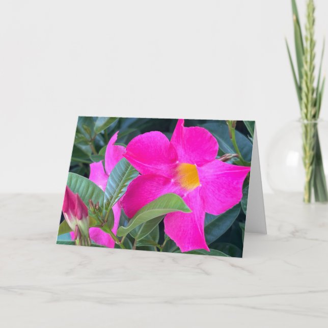 Tarjeta de nota en blanco de Mandevilla (Anverso)