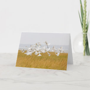 Tarjeta de nota en blanco de muchos Egrets