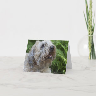 Tarjeta de nota en blanco de trigo suavemente