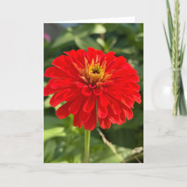 Tarjeta de nota en blanco de Zinnia roja