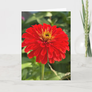 Tarjeta de nota en blanco de Zinnia roja