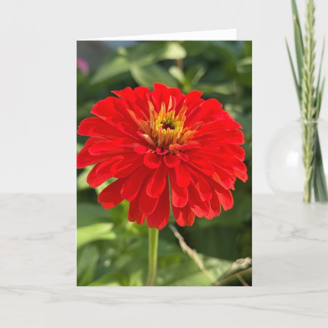 Tarjeta de nota en blanco de Zinnia roja (Anverso)