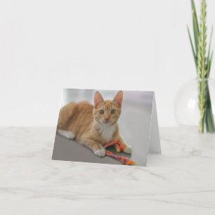 Tarjeta de nota en blanco del gatito por el foco