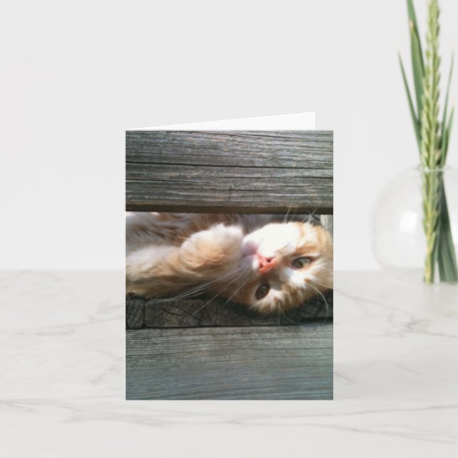 tarjeta de nota en blanco del gato (Anverso)