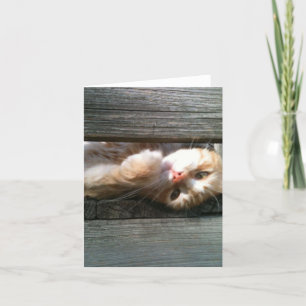 tarjeta de nota en blanco del gato