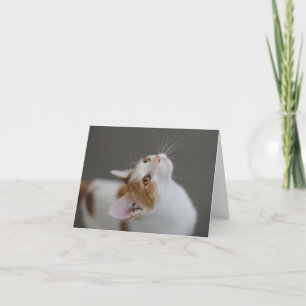 Tarjeta de nota en blanco del gato por el foco