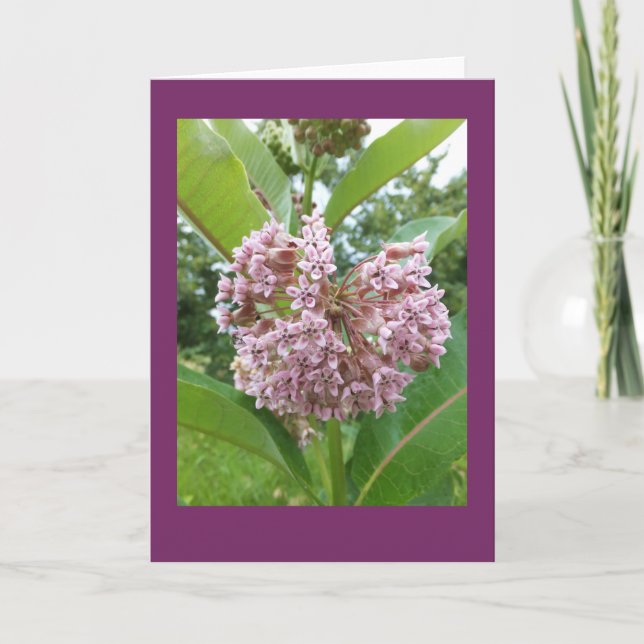 Tarjeta de nota en blanco del Milkweed (Anverso)